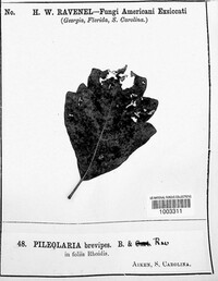 Pileolaria brevipes image